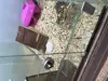 Problēma Dino Zoo dzīvniekiem ierobežota pieeja barībai un ūdenim